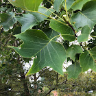 Tulip Tree