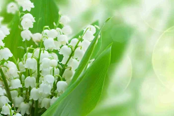 you are lily of the valley