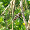 Spiny Baskettail - Female