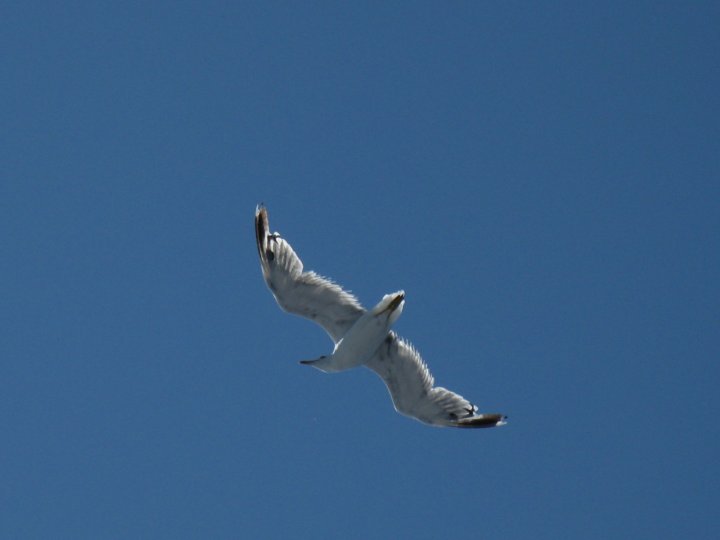 In Volo di mirmir