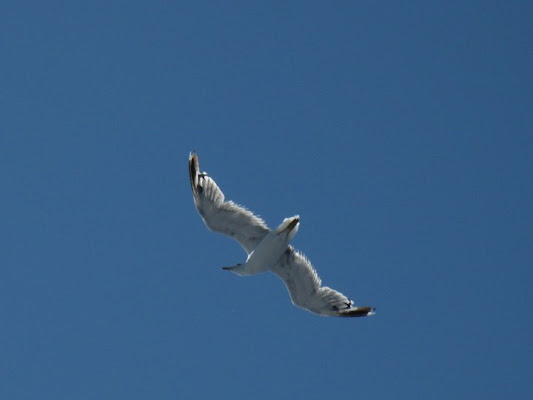 In Volo di mirmir