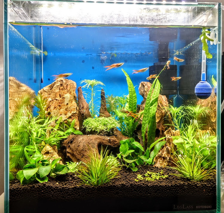 スープラのずんぐりむっくり・水草水槽・アクアリウムに関するカスタム事例の投稿画像3枚目