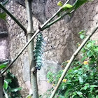 Atlas Moth Caterpillar