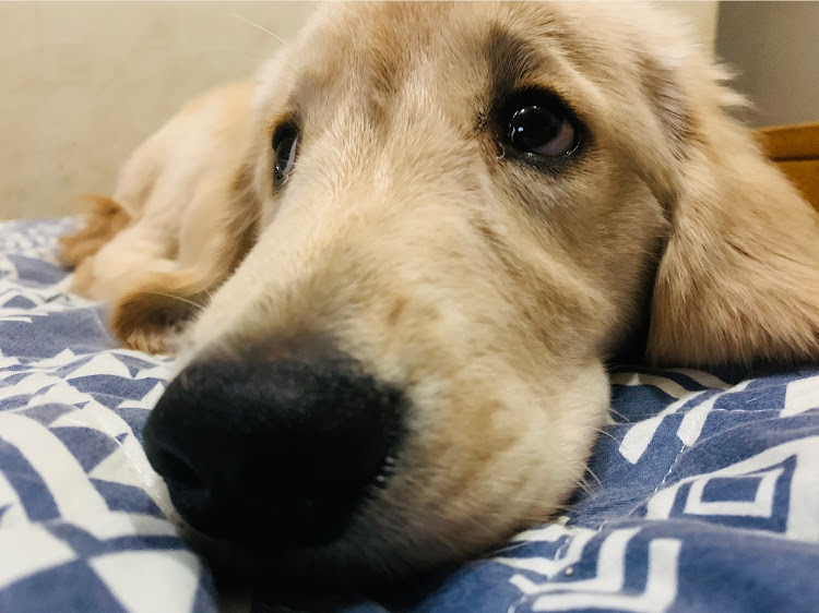デリカD:5の愛犬と愛車・近所のお散歩・ゴールデンレトリバー・ゴールデンレトリバー女の子・5ヶ月に関するカスタム事例の投稿画像4枚目
