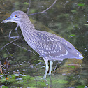 Black crowned night heron