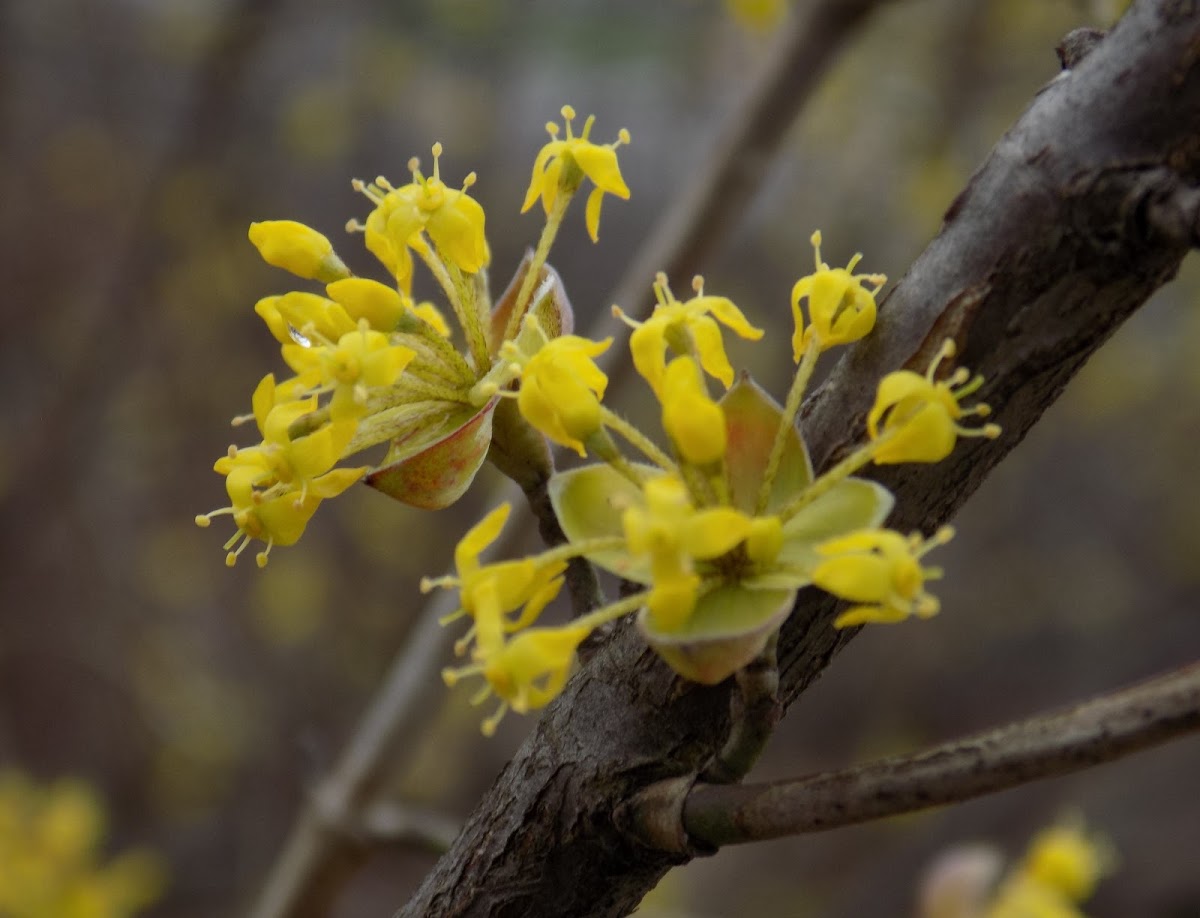 Cornelian cherry