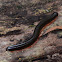 Asian Giant Millipede