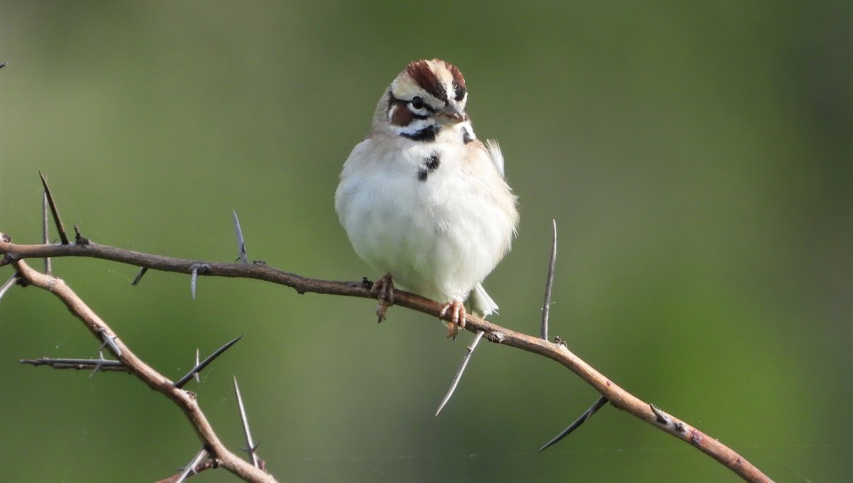 Lark sparrow