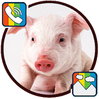 Pig - RINGTONES and WALLPAPERS