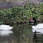 Black-necked Swan