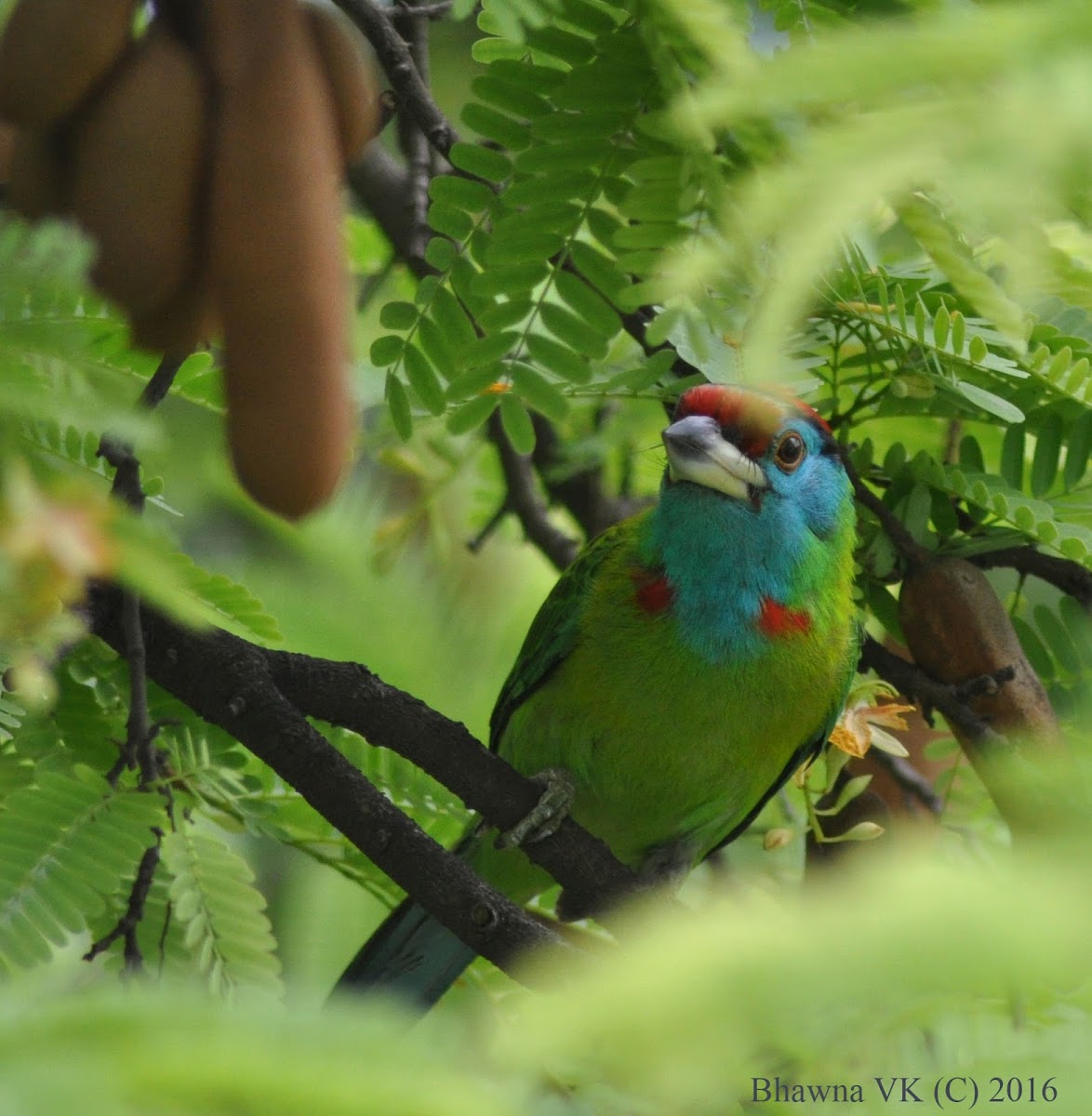 Blue Throated Barbet