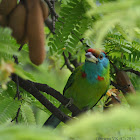 Blue Throated Barbet