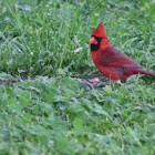 cardinal