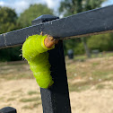 Luna moth caterpillar