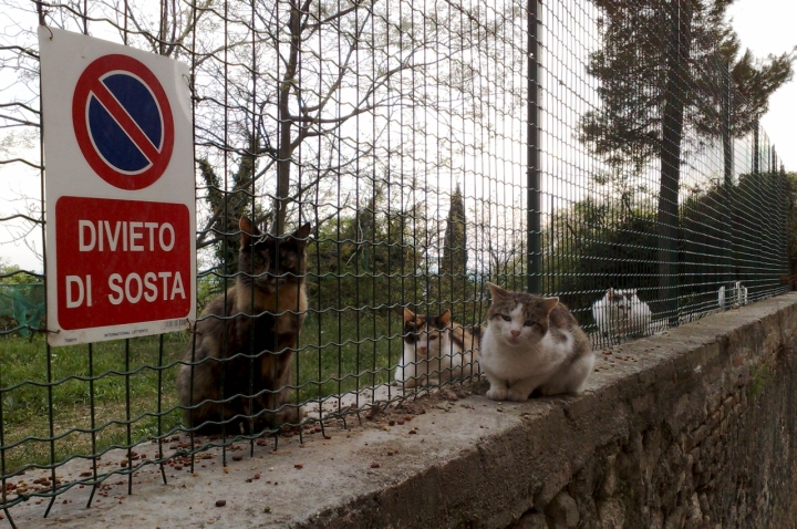 Solo per umani di Maurizio Valentini