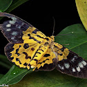 False Tiger Moth