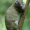 Green Ringtail Possum