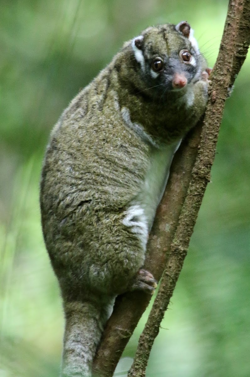 Green Ringtail Possum