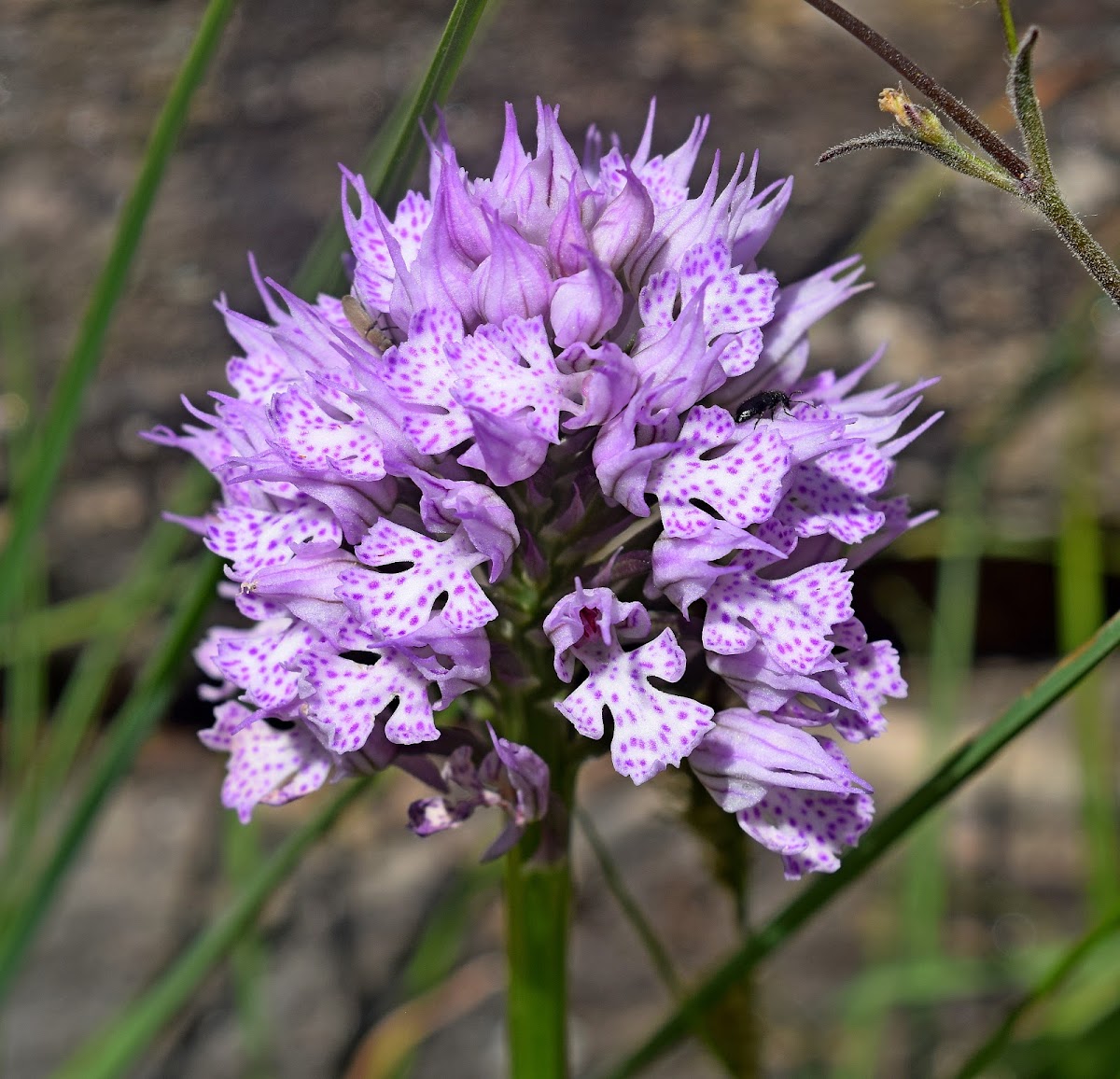 Three-toothed Orchid