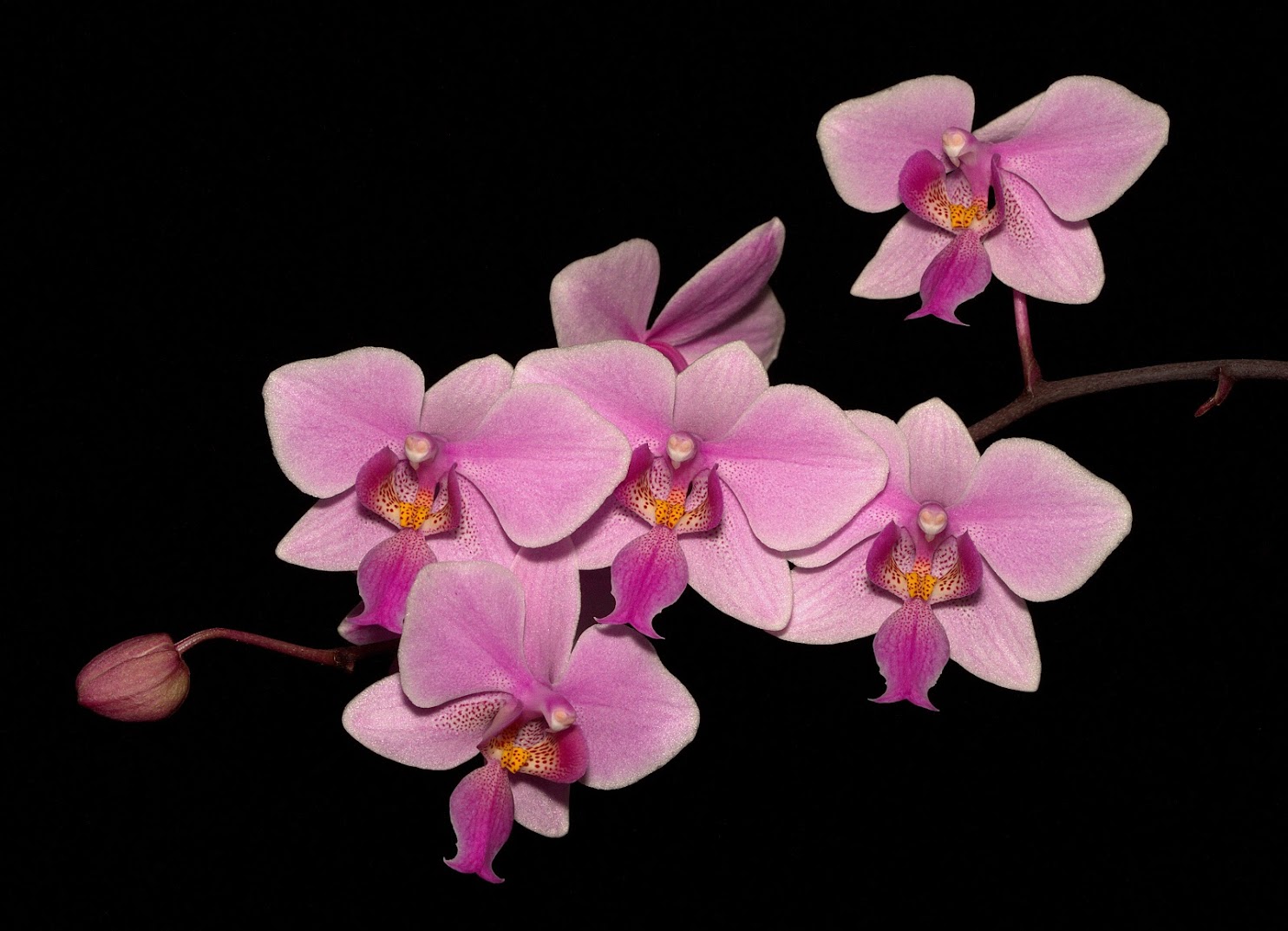 Phalaenopsis Veitchiana (equestris x schilleriana) RfGWrCc6xJbBQ-9fzi1E-CeTJ_bltt_K1vU9MpqhjEU5rGgDmawOSGyRFi5OBNnhwPE_aHR0ktgW82rHGSGI1EBK-uK0lzkMb27UzAmU80QoXn9INCHM_u894fCKFOvGfmSiO5qeVU2QC5WWr4zbkZGFwVsOBkadigf7bwPCPUlW9NKfyyrAKwfTloMg9t_wPavIYr5Qfa6Jvumow1iAy6uvxErVZm_wnMQOUbMXWpvwTTLQhdUzssOpJz1nGoXI0Us0ux2X38vjx8fYDVBYh3DSzdRwpNMYVVK-IsknJfodv53dzO0EmvbOGH11AQ6ozCUqDxY24rLWTgTRq_GMc85J9xR2sMjJNw223e2IZHLTo-OWxYSmEucmLH3XYPkDWsz6ZIgzjWsnzf_qhE9uQ7QLxhAot1j9UtFOUFrGBnDLpQ4xmJ59E7Jh-5kuSPid1GVezzLRZ7wONLEI52gQyxamVGx2TPkiGld92l6X3_wb-u8ECnhCWVk4UwiOEfTU2L1B1UEXK8LyNFtCfBGV9VWrh7GLq-vKeLtq9NOUqRl1aBstHwRPfiWbVwIbezhFesllRkKcsDuEPyXX4lbHM9H93pPNZao7L-BaJxL4DWysUykiCvkml6lnW8LcxguPPTEccD_MMxzqJv88_wgwGJwDsyFIGGofqwwusQcBRQ=w1486-h1073-no