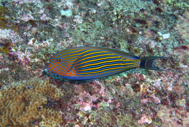 Lined surgeonfish