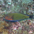 Lined surgeonfish