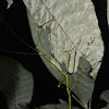 Stick Insect, Phasmid - Male