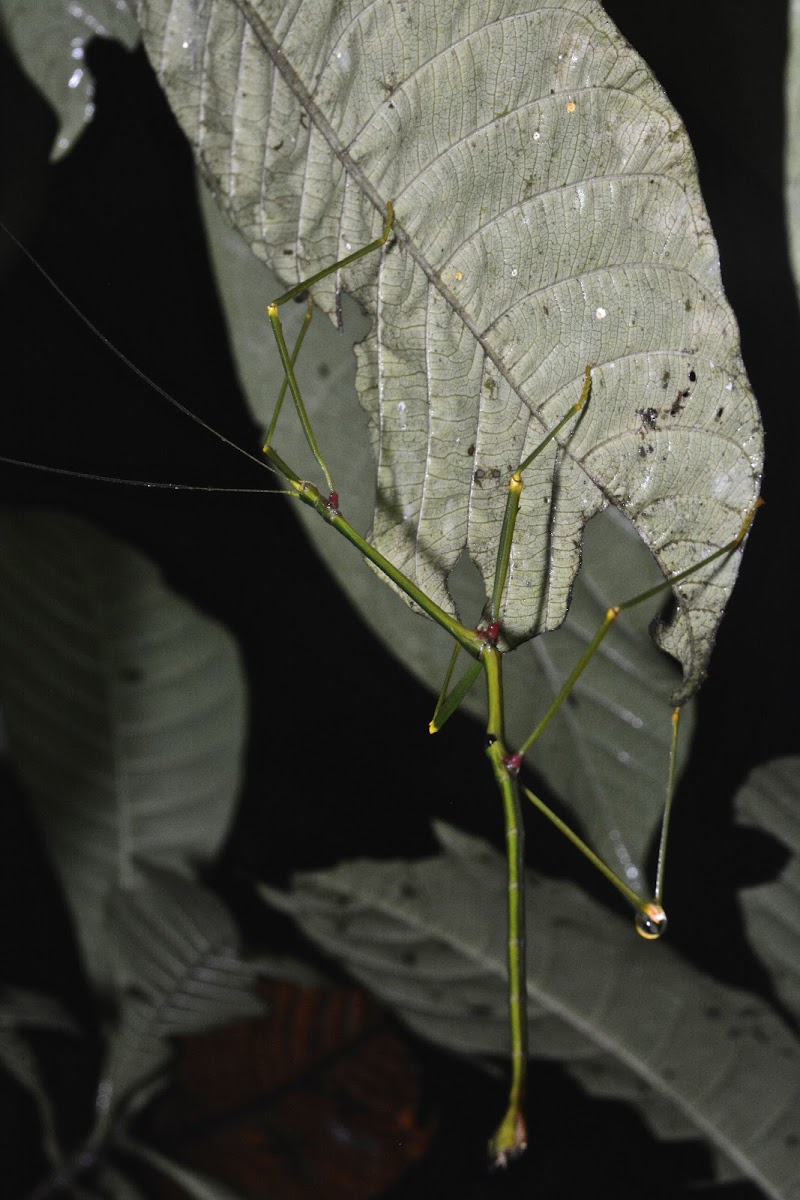 Stick Insect, Phasmid - Male