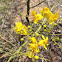 Desert Museum Palo Verde