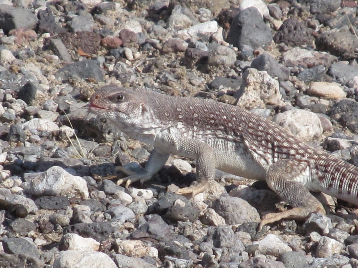 Desert Iguana