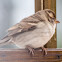 House Sparrow; Gorrión Común