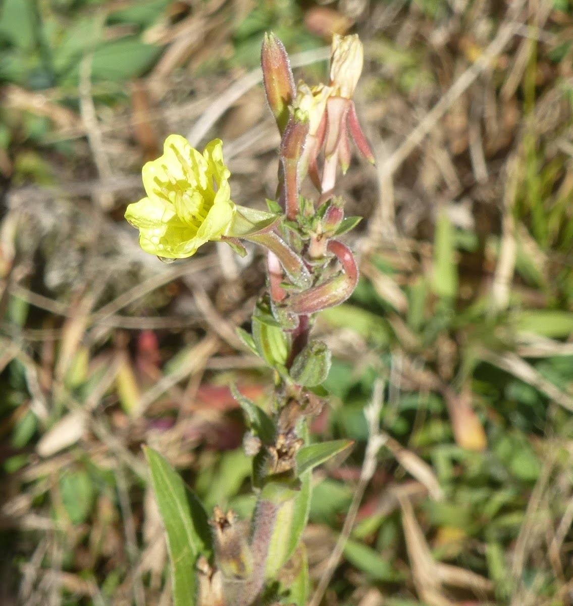 Alpine Avens