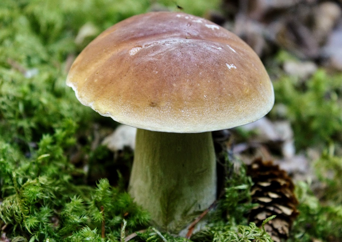 King bolete