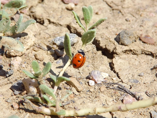 Nine Spotted Ladybug