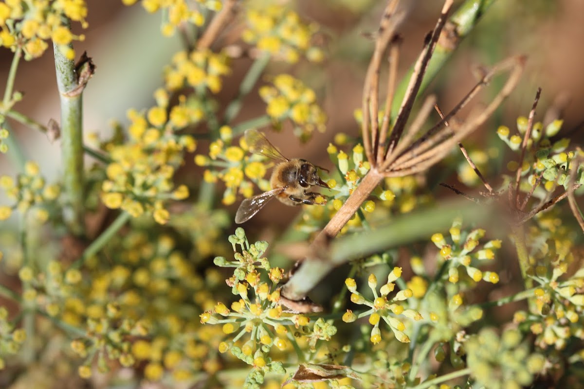 Western Honey Bee