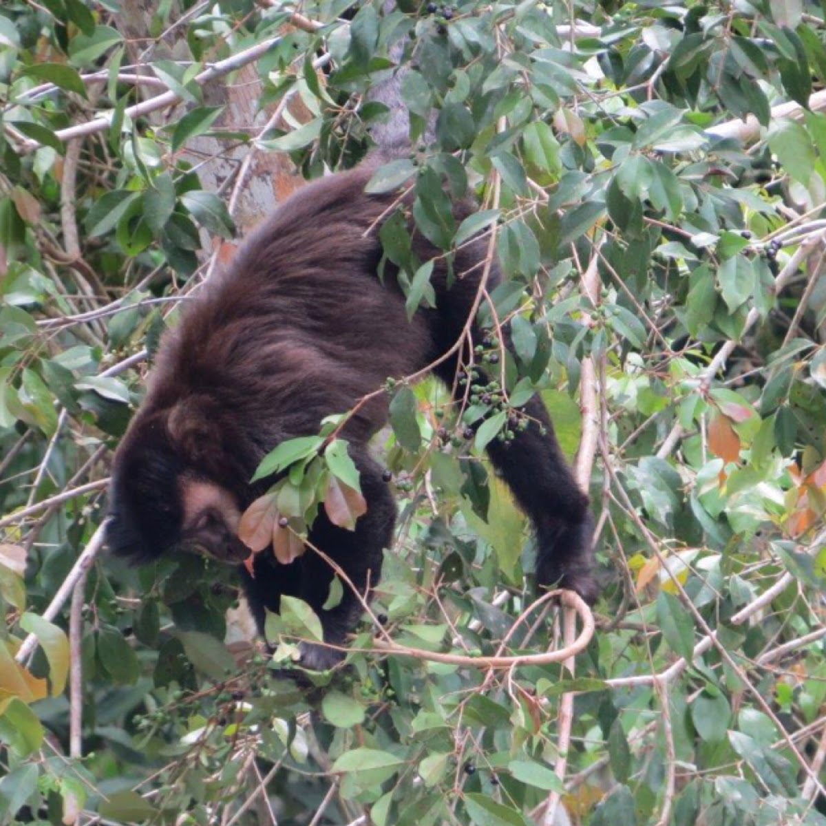 Black capuchin