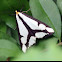 Leconte's Haploa Moth