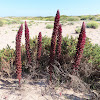 Greater broomrape. Espárrago de lobo