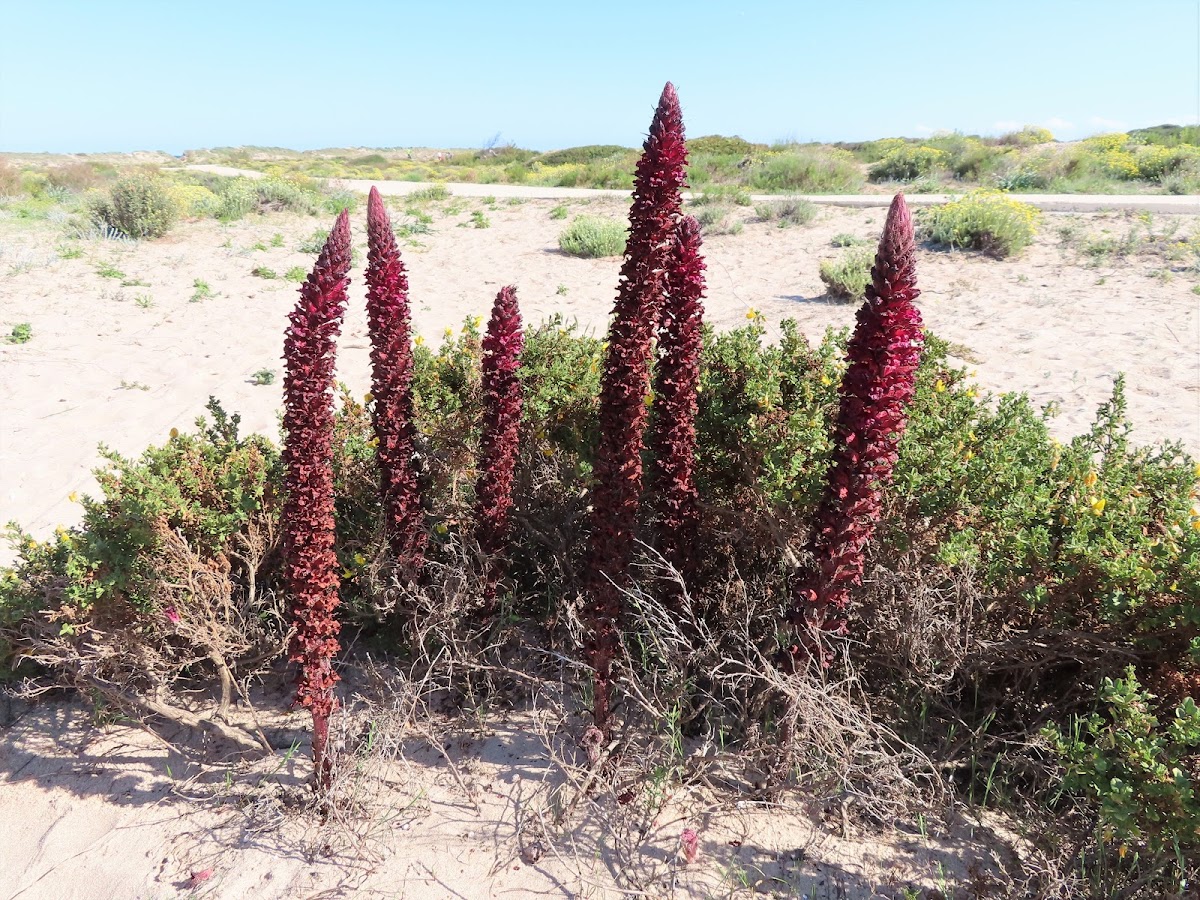 Greater broomrape. Espárrago de lobo