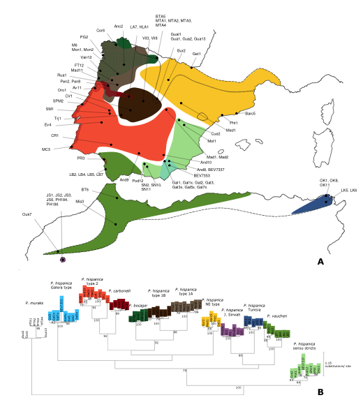 520px-Mapa_Podarcis_Iberia.svg.png