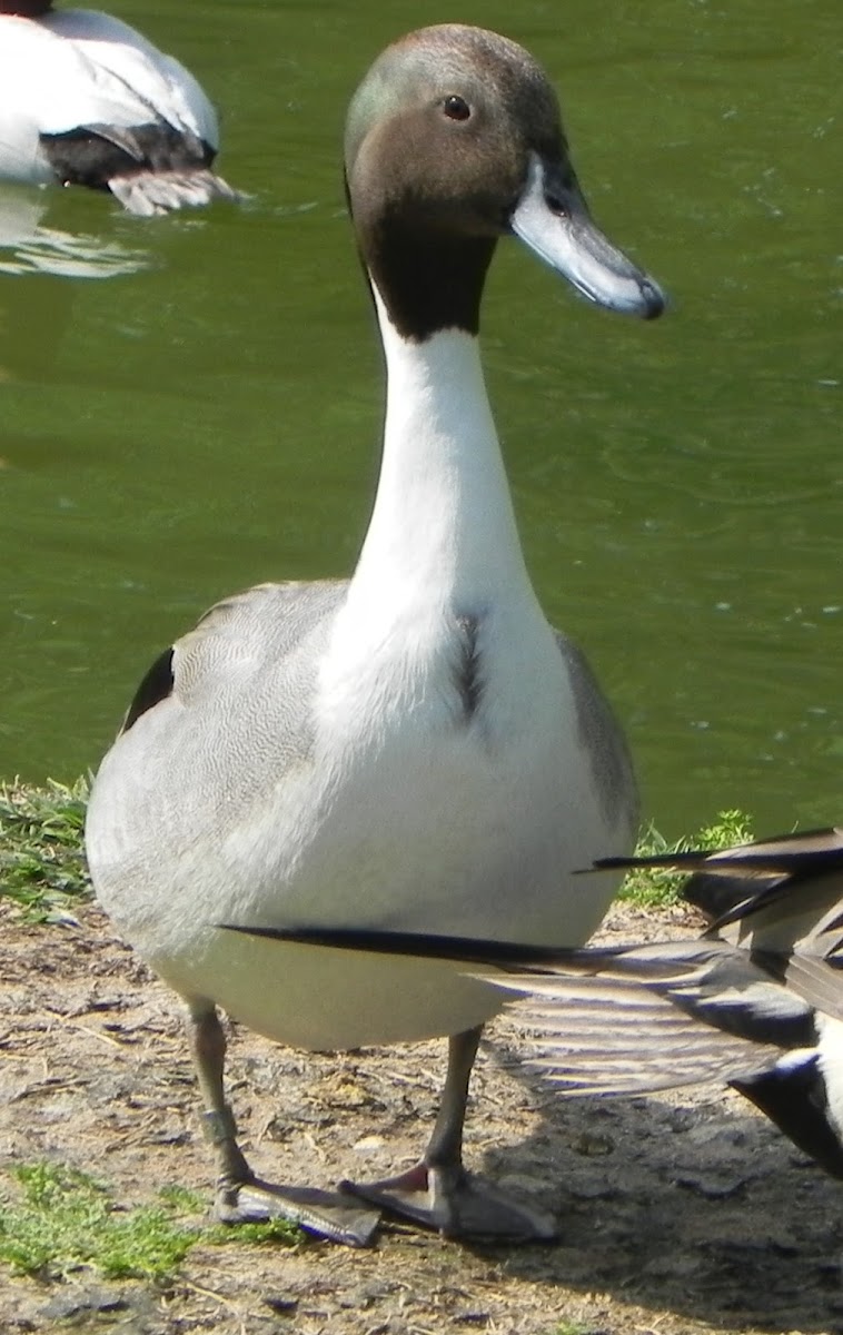 Northern Pintail