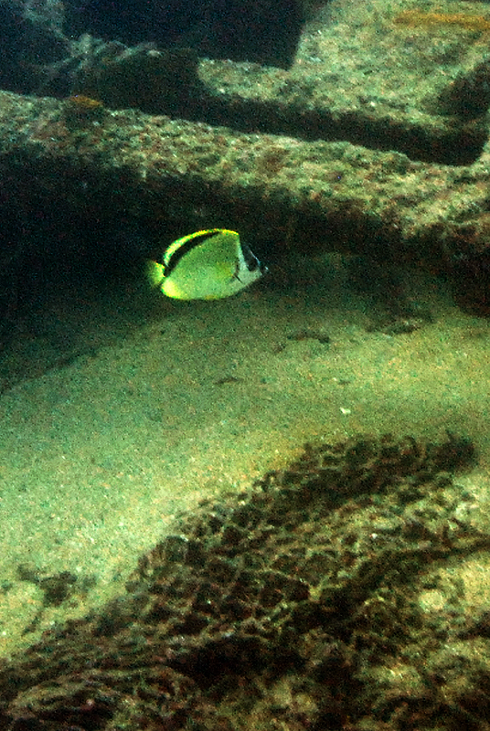 Blacknosed Butterflyfish