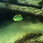 Blacknosed Butterflyfish