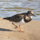 Turnstone