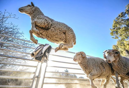 Merinos sheep. Picture: GALLO IMAGES