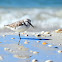 Sanderling