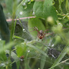 Funnel-shaped Web Builder Spider