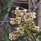 Loquat blooms