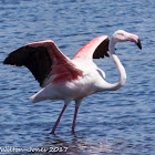 Greater Flamingo; Flamenco