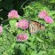 Monarch Butterfly